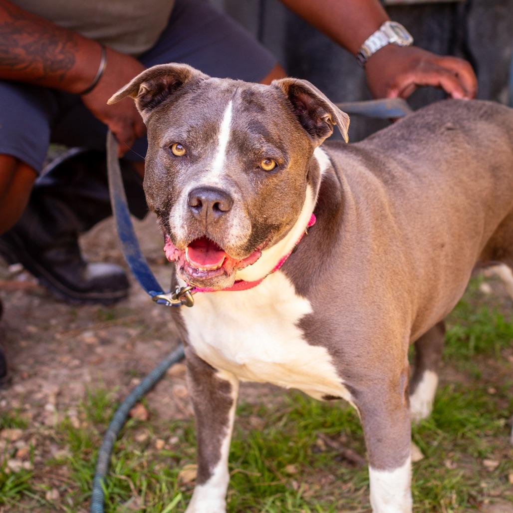 Enlarge Little, a Adoptable mixed breed in Hattiesburg, MS image 1/1