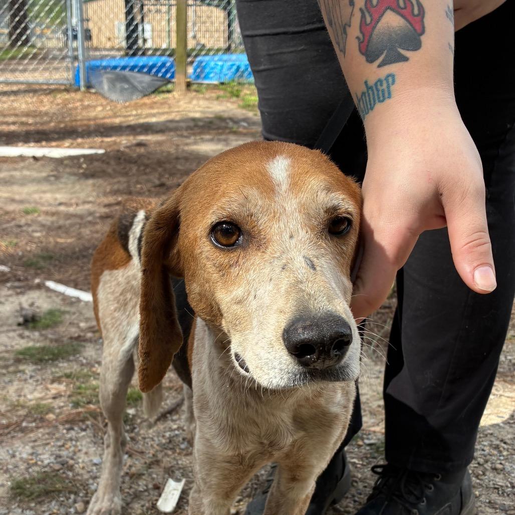 Enlarge Bomb Shell, a Adoptable Beagle in Hattiesburg, MS image 1/1