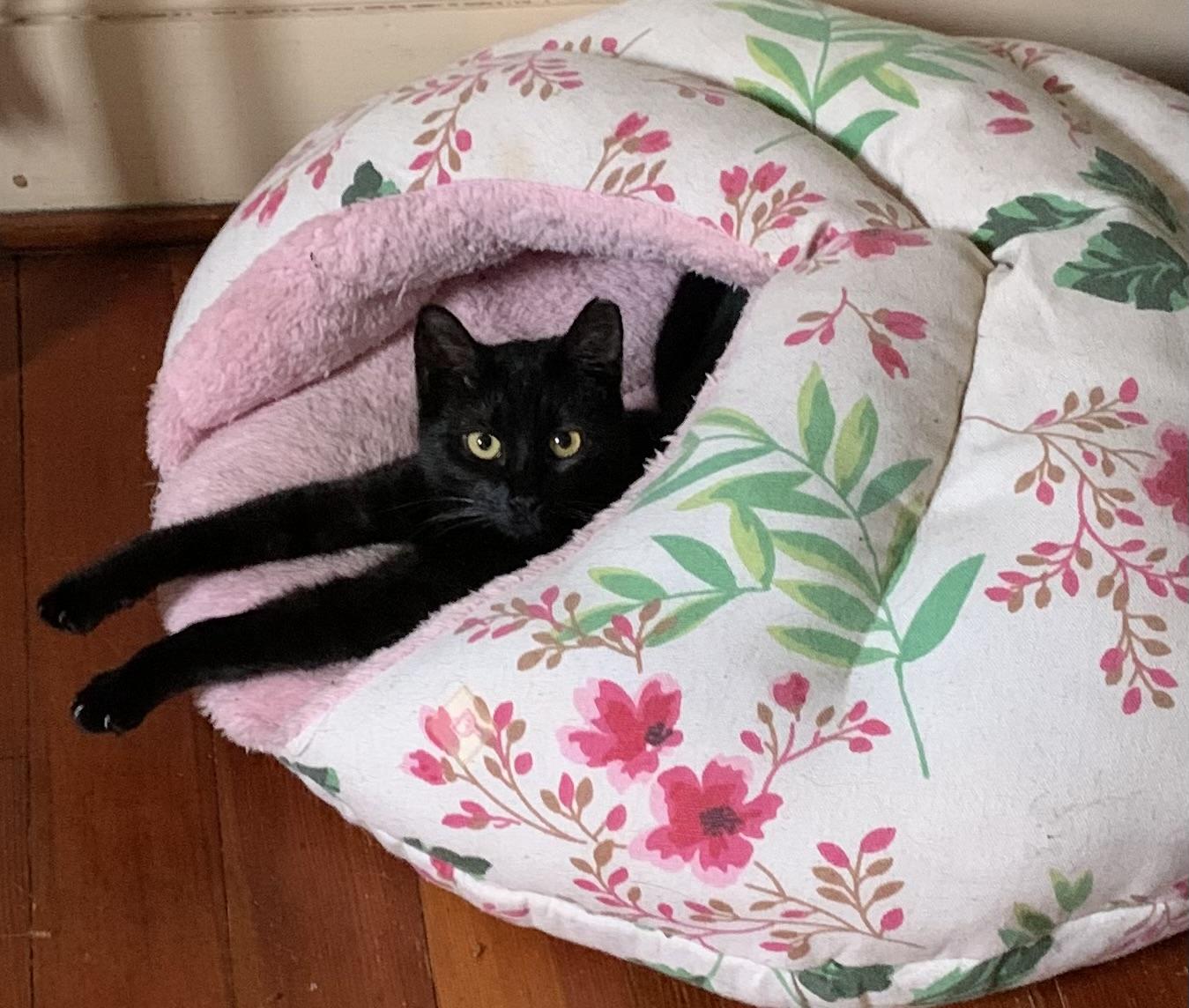 Enlarge Dulcinea, a ADOPTABLE Domestic Short Hair in Troy, NY image 2/5