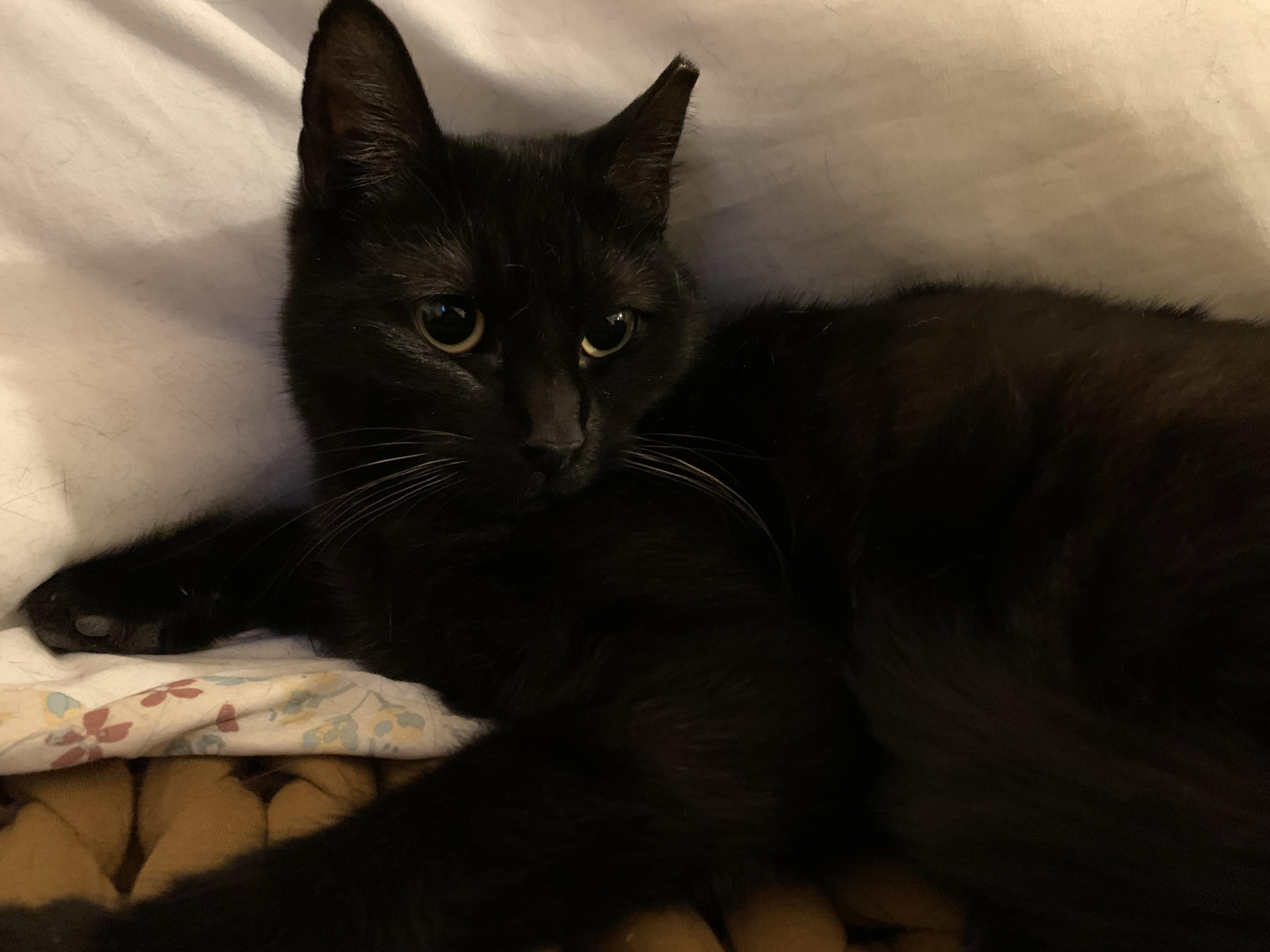 Enlarge Dulcinea, a ADOPTABLE Domestic Short Hair in Troy, NY image 5/5