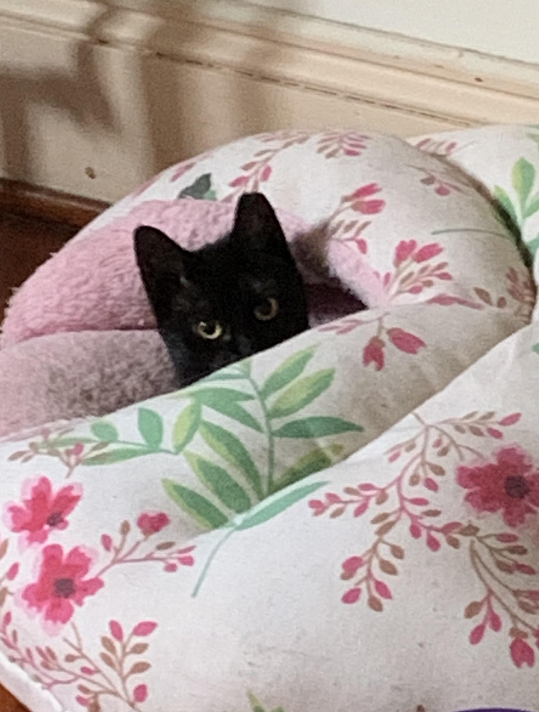 Dulcinea, ADOPTABLE, Kitten Female Domestic Short Hair.