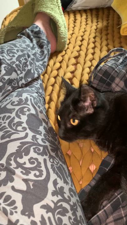 Enlarge Dulcinea, a ADOPTABLE Domestic Short Hair in Troy, NY video 3/5