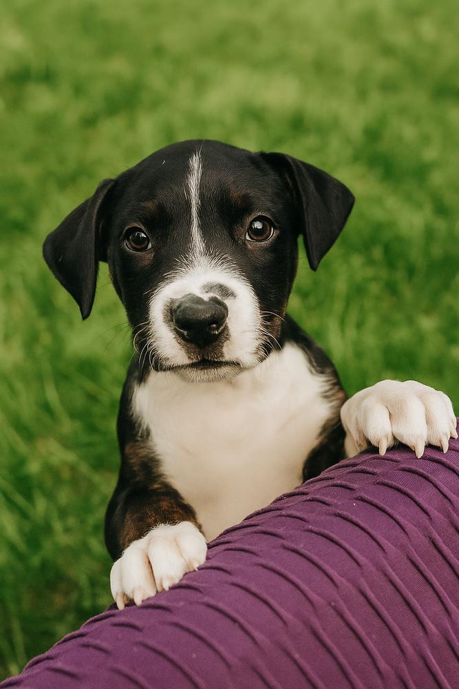 Enlarge Shadow, a Adoptable mixed breed in Carrollton, VA image 1/1