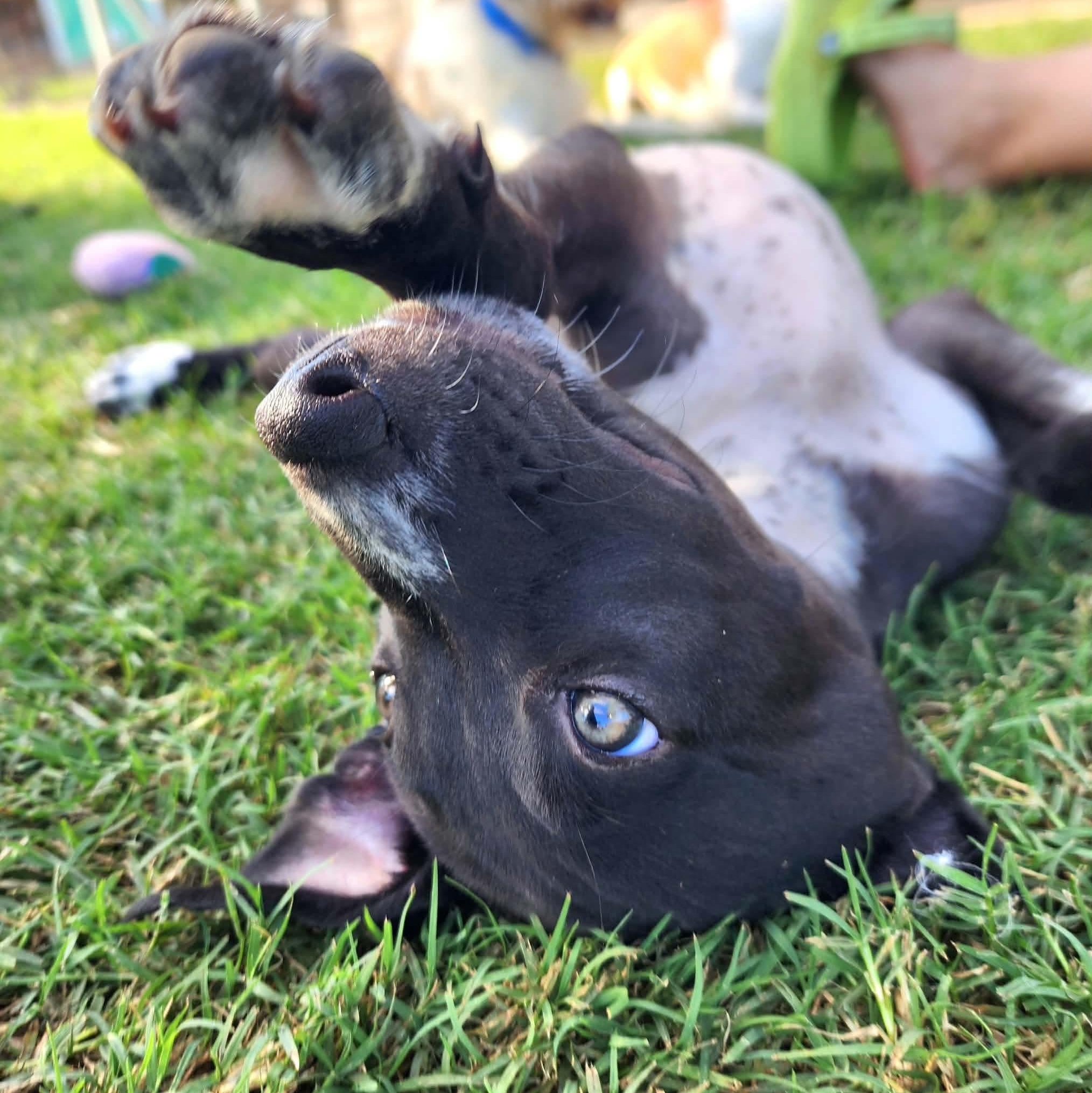 Enlarge Parfait, a Adoptable mixed breed in DeWitt, NY image 5/6