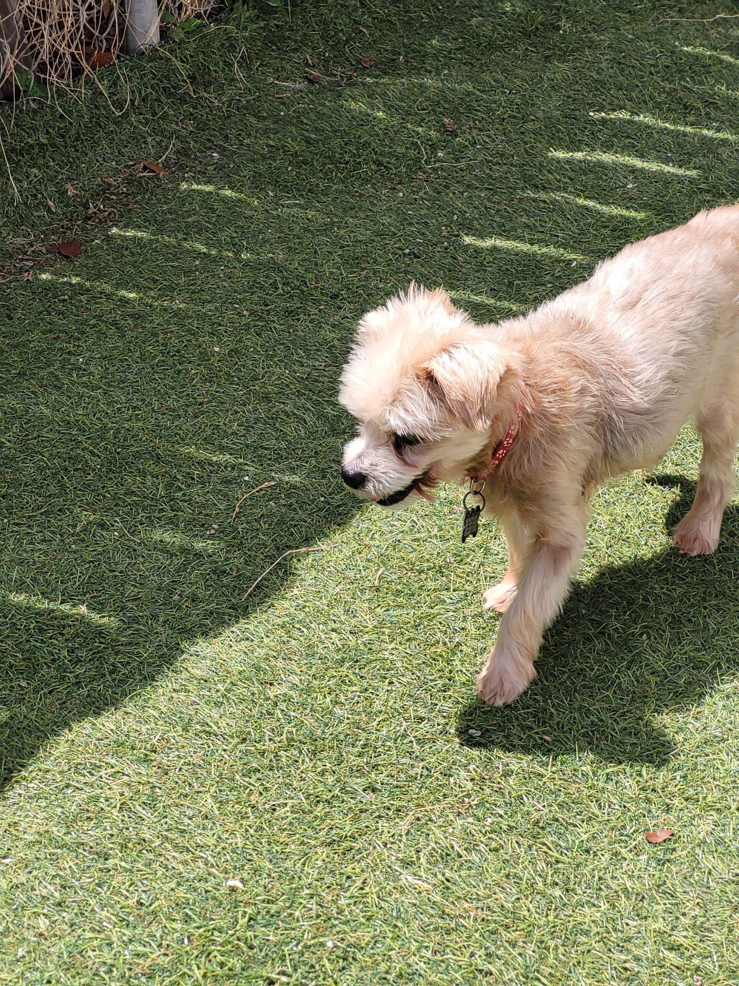 Max, ADOPTABLE, Senior Male Yorkie Poo.