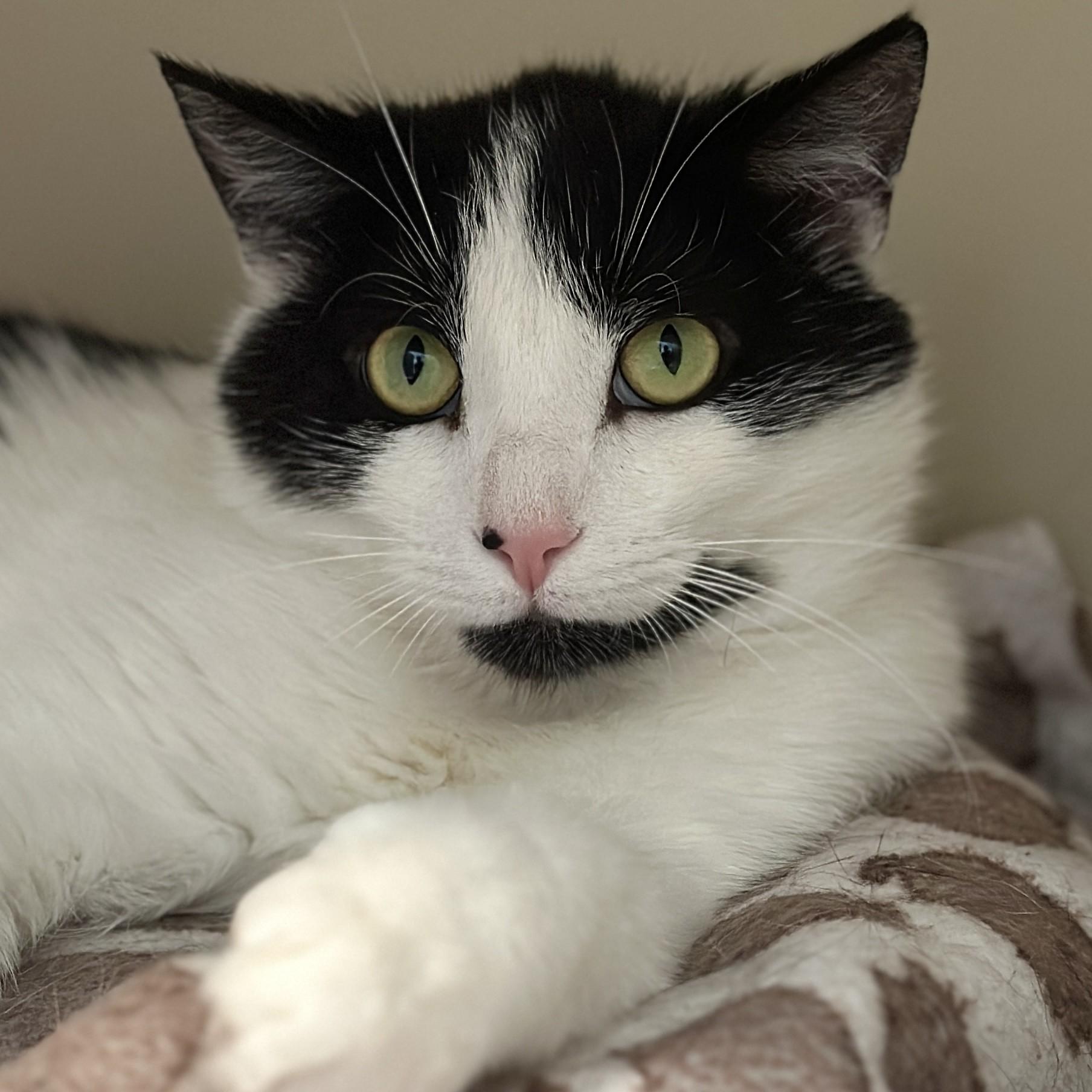 Enlarge Tobias, a ADOPTABLE Domestic Short Hair in Victor, NY image 2/6