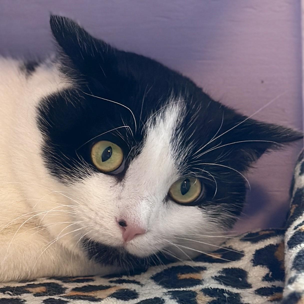 Enlarge Tobias, a ADOPTABLE Domestic Short Hair in Victor, NY image 1/2