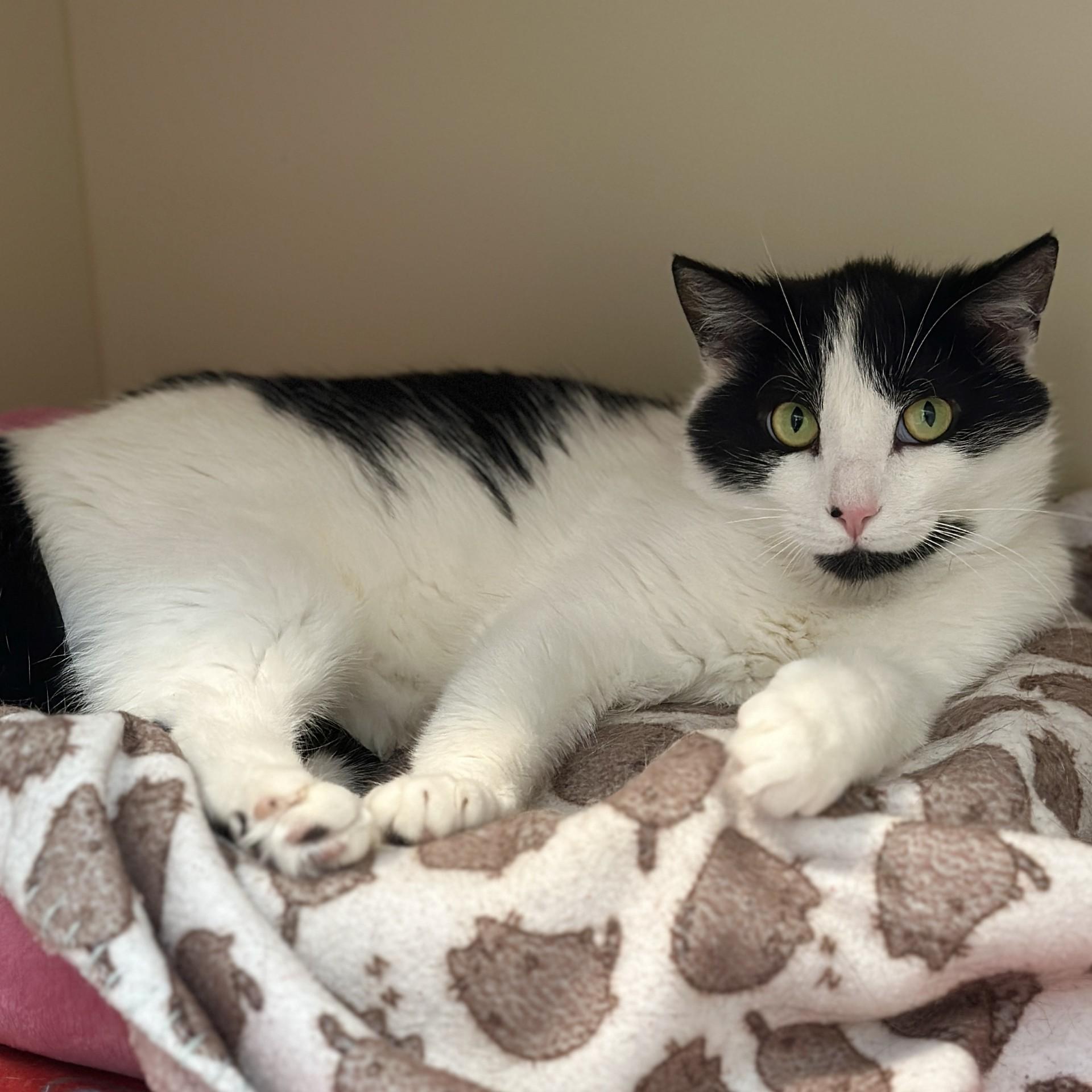 Enlarge Tobias, a ADOPTABLE Domestic Short Hair in Victor, NY image 3/6