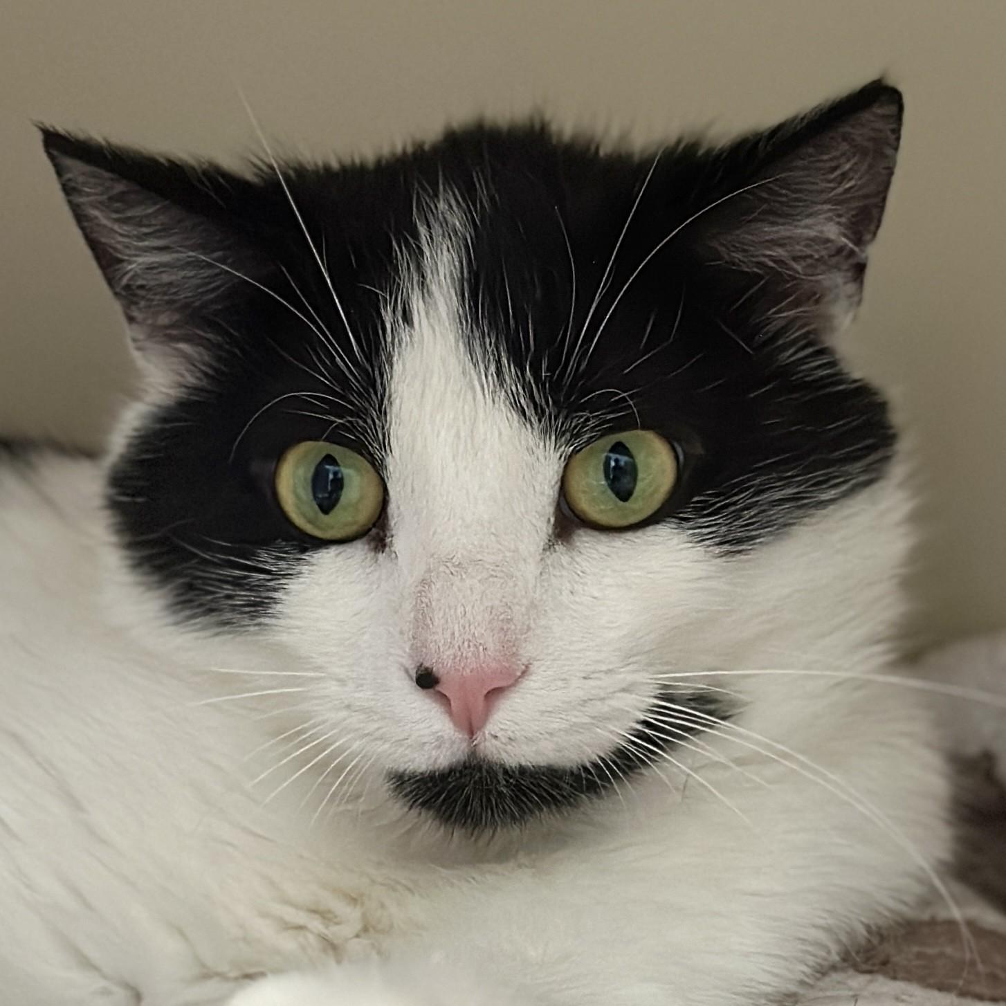 Tobias, ADOPTABLE, Adult Male Domestic Short Hair.