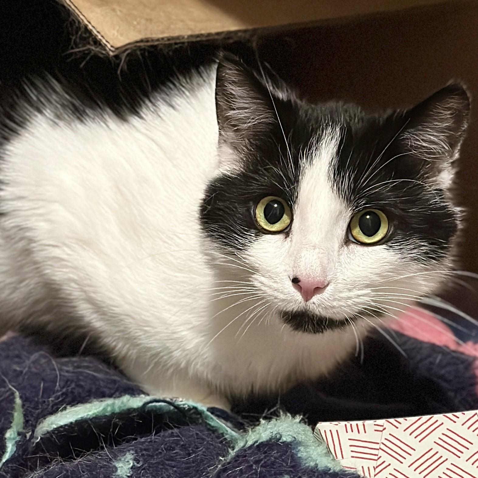 Enlarge Tobias, a ADOPTABLE Domestic Short Hair in Victor, NY image 6/6