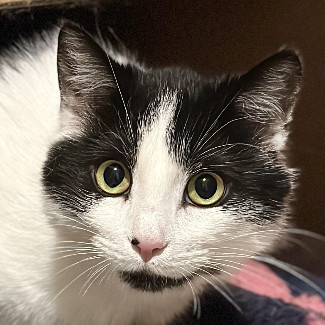 Enlarge Tobias, a ADOPTABLE Domestic Short Hair in Victor, NY image 4/6