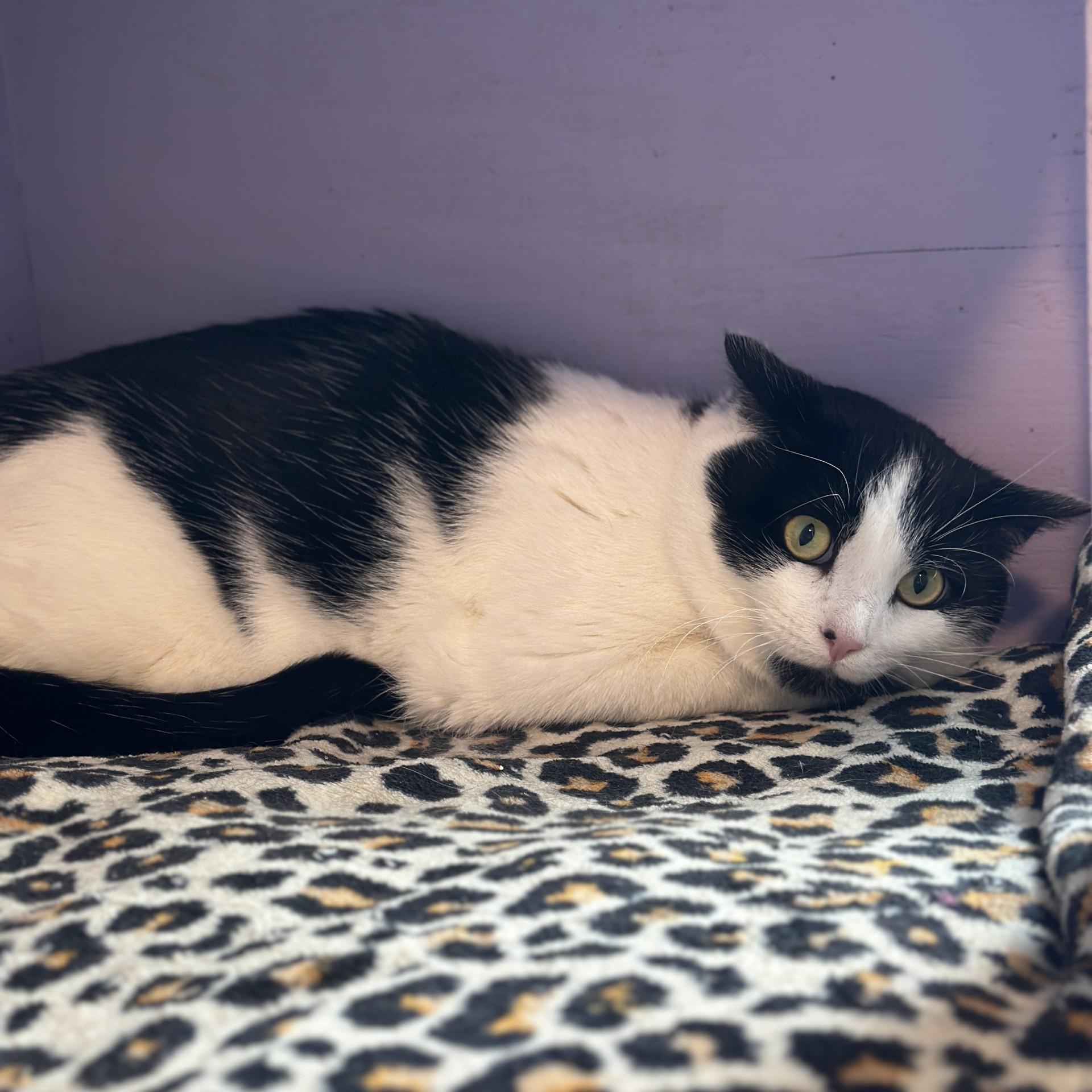 Enlarge Tobias, a ADOPTABLE Domestic Short Hair in Victor, NY image 2/2