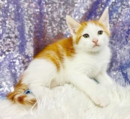 Cacao cannot be any sweeter or cuter - tiny tiny tot - VIDEO, Adoptable, Kitten Male Turkish Van & Ragdoll.