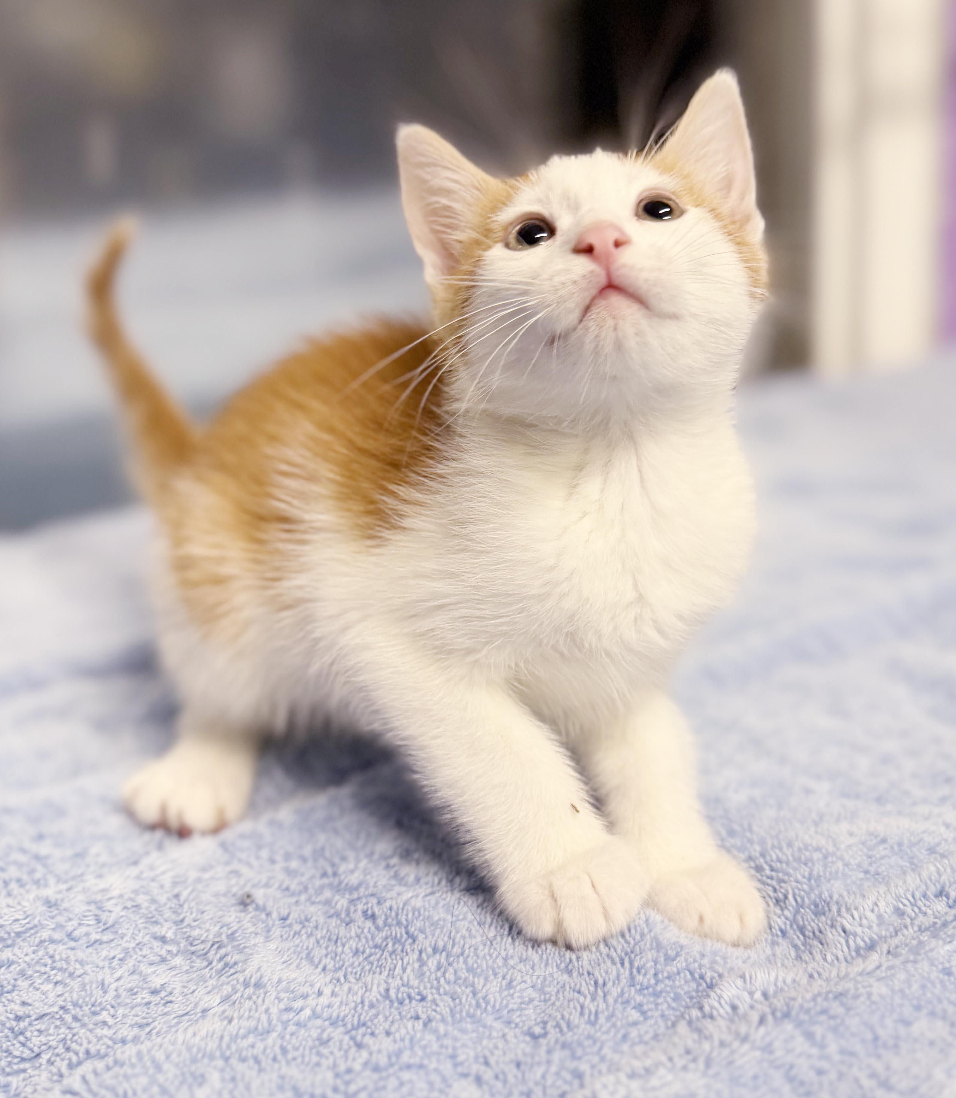 Enlarge Cacao cannot be any sweeter or cuter - tiny tiny tot - VIDEO, a Adoptable mixed breed in Bedford Hills, NY image 4/6