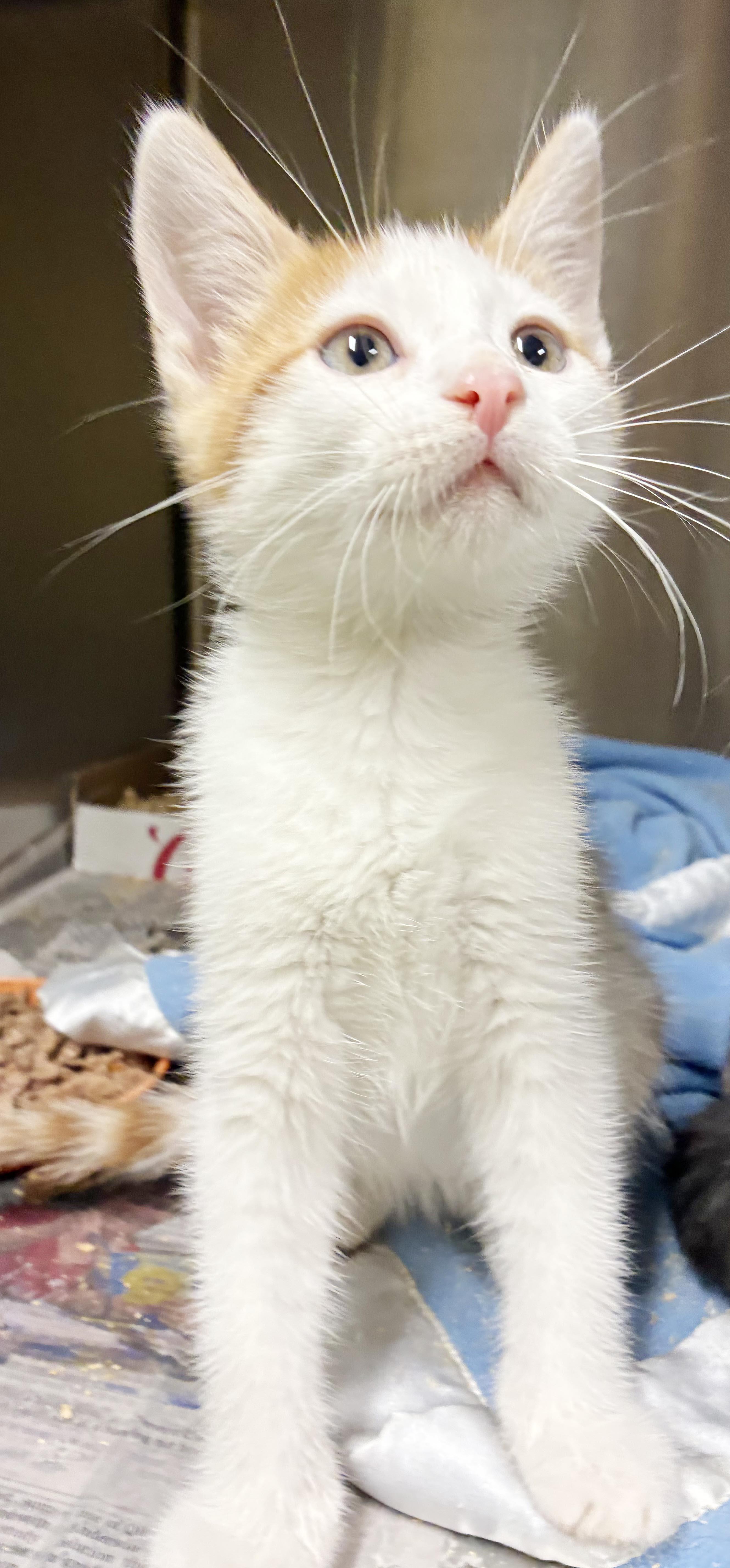 Enlarge Cacao cannot be any sweeter or cuter - tiny tiny tot - VIDEO, a Adoptable mixed breed in Bedford Hills, NY image 2/6