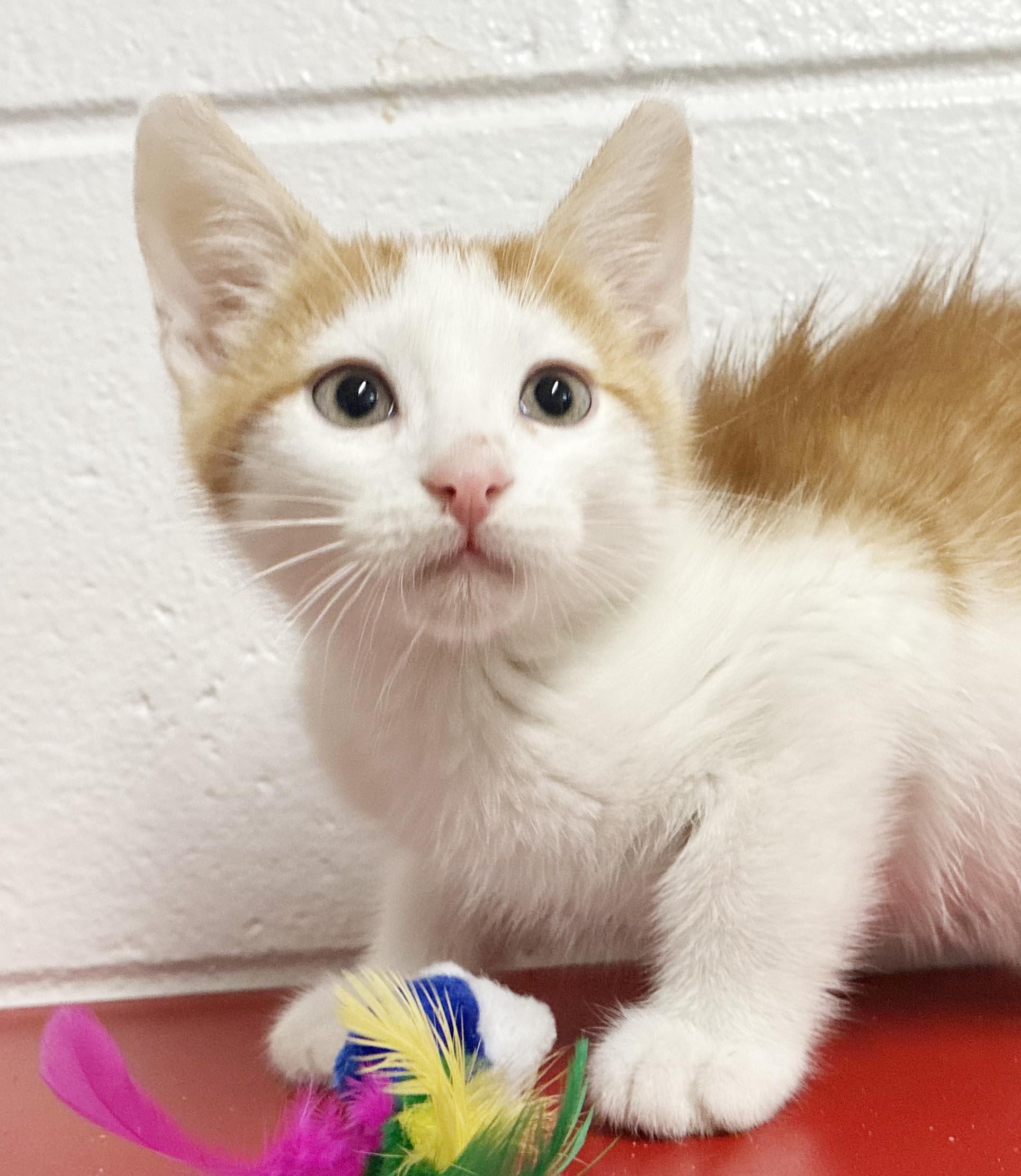 Enlarge Cacao cannot be any sweeter or cuter - tiny tiny tot - VIDEO, a Adoptable mixed breed in Bedford Hills, NY image 5/6