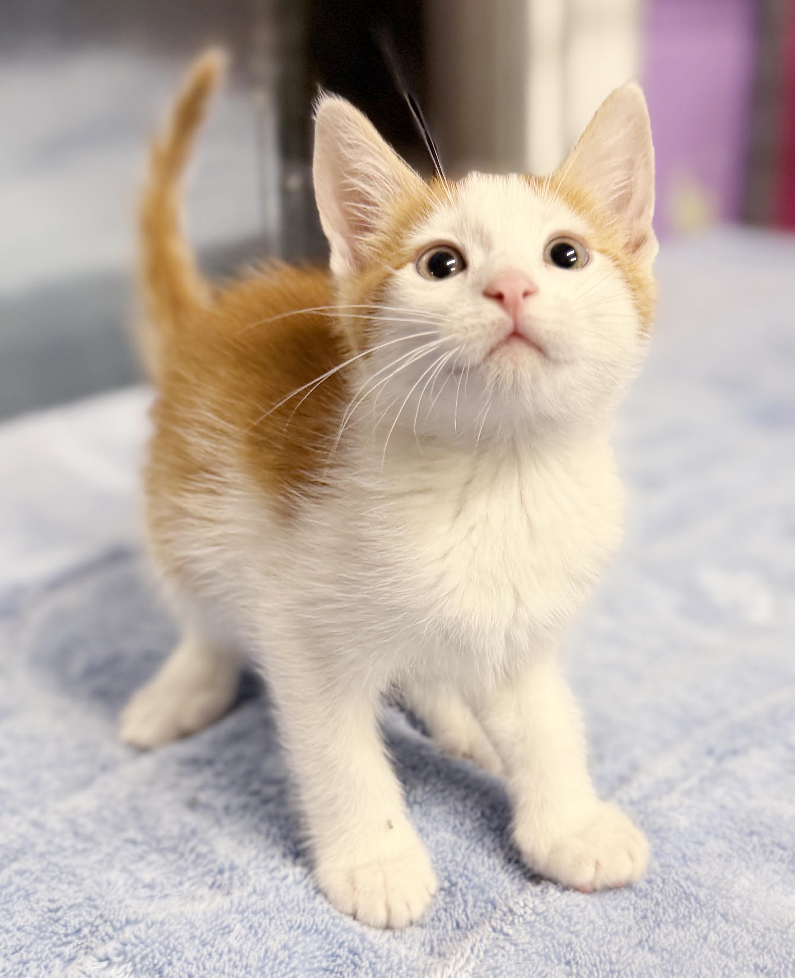 Enlarge Cacao cannot be any sweeter or cuter - tiny tiny tot - VIDEO, a Adoptable mixed breed in Bedford Hills, NY image 6/6