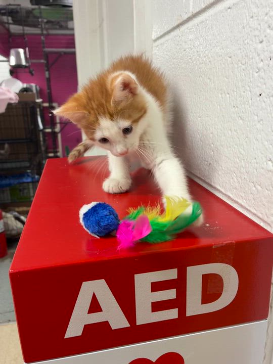 Enlarge Cacao cannot be any sweeter or cuter - tiny tiny tot - VIDEO, a Adoptable mixed breed in Bedford Hills, NY video 3/6