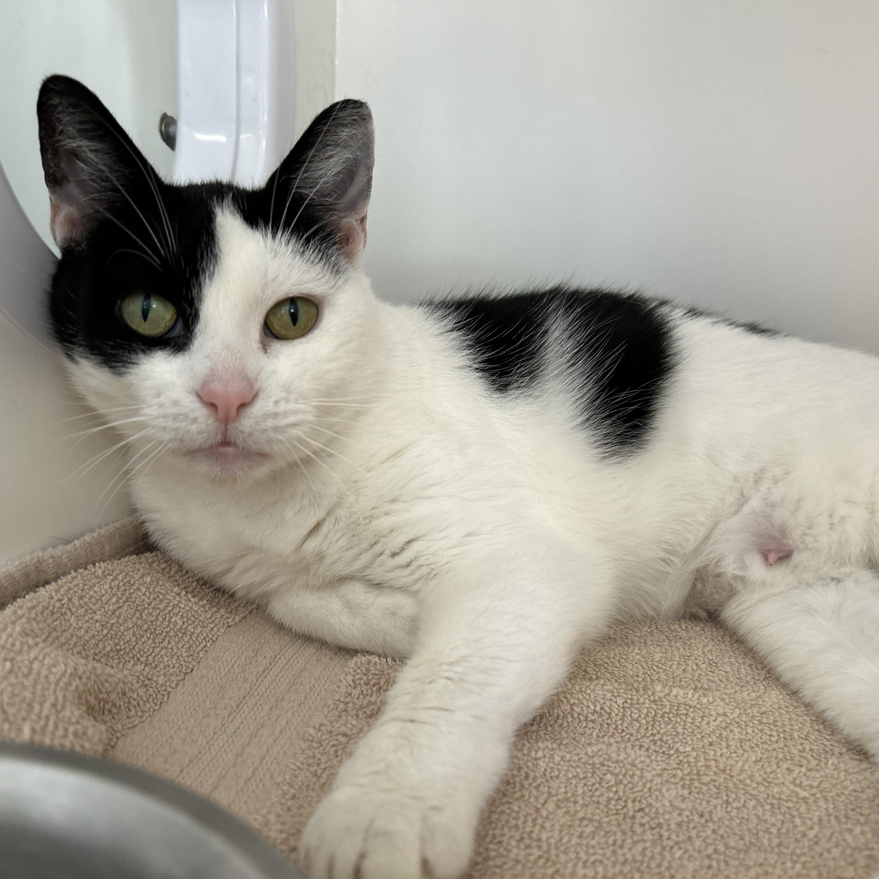 Enlarge Pepper Jill, a ADOPTABLE Domestic Short Hair in La Grange Park, IL image 3/6