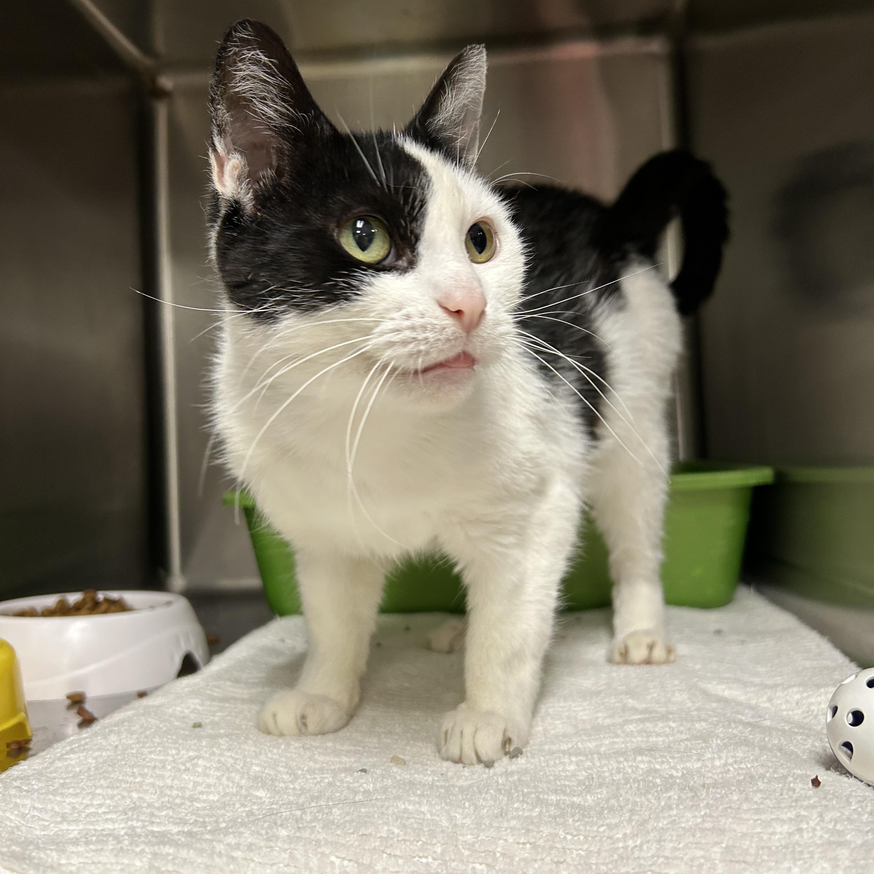 Enlarge Pepper Jill, a ADOPTABLE Domestic Short Hair in La Grange Park, IL image 3/3