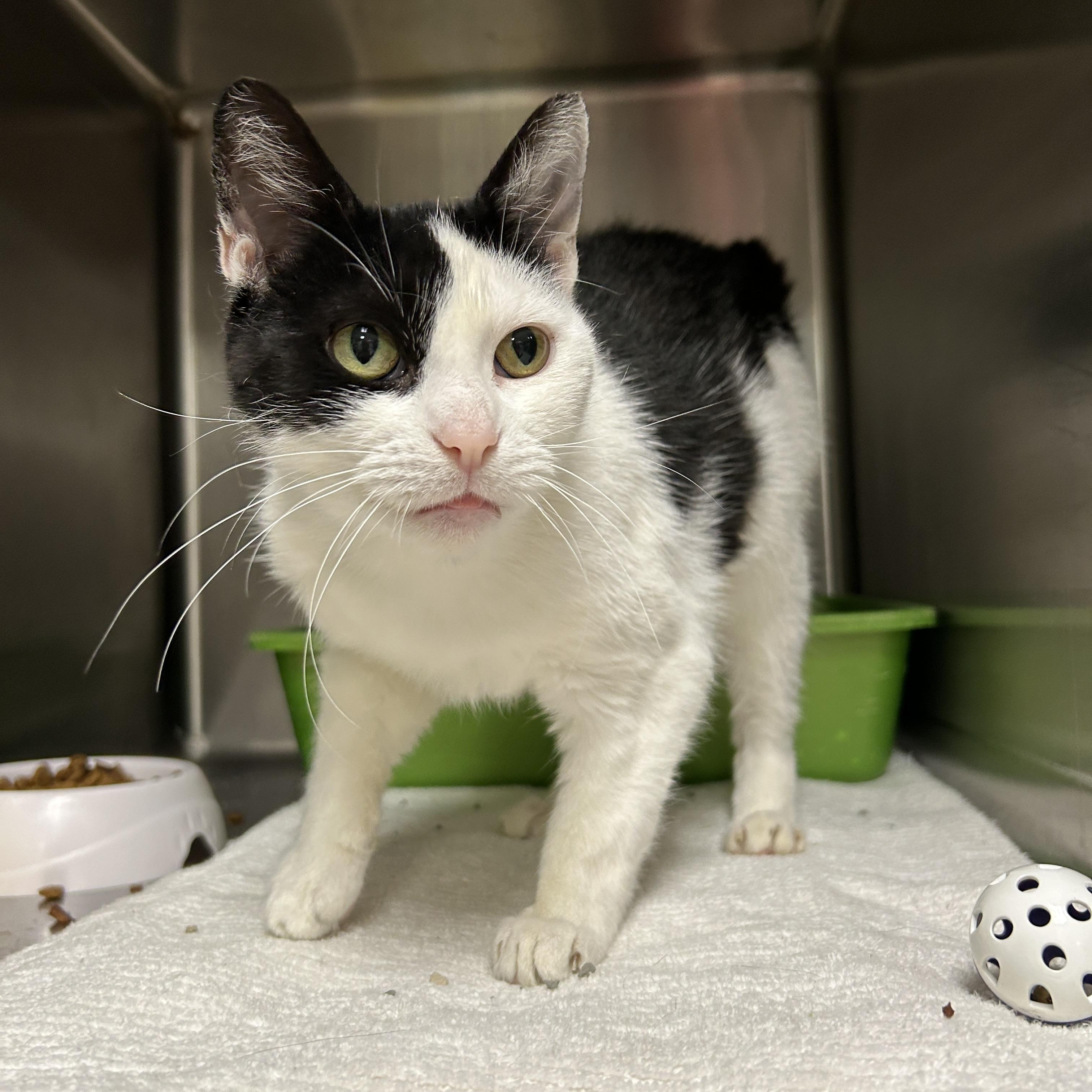 Enlarge Pepper Jill, a ADOPTABLE Domestic Short Hair in La Grange Park, IL image 2/3