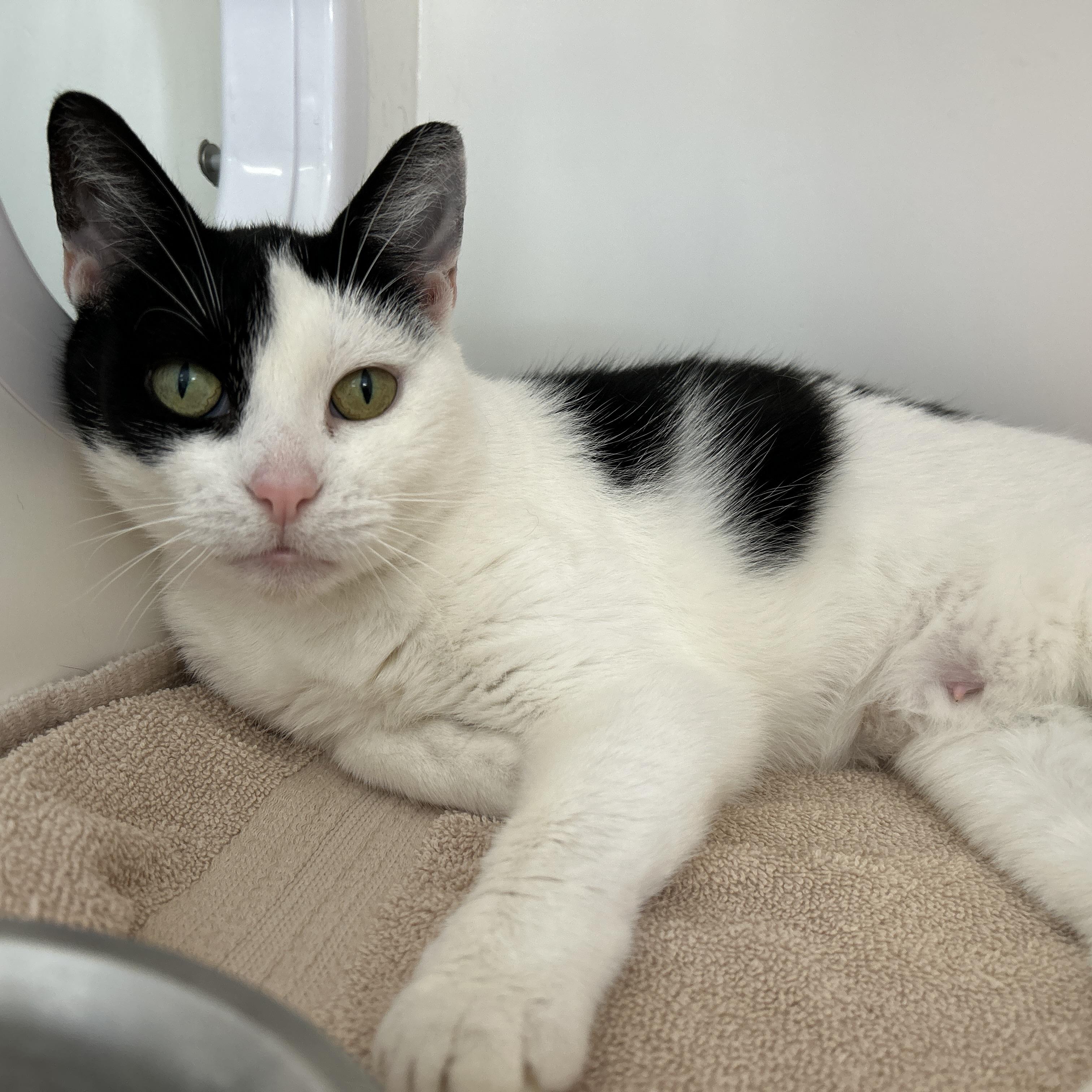 Enlarge Pepper Jill, a ADOPTABLE Domestic Short Hair in La Grange Park, IL image 6/6