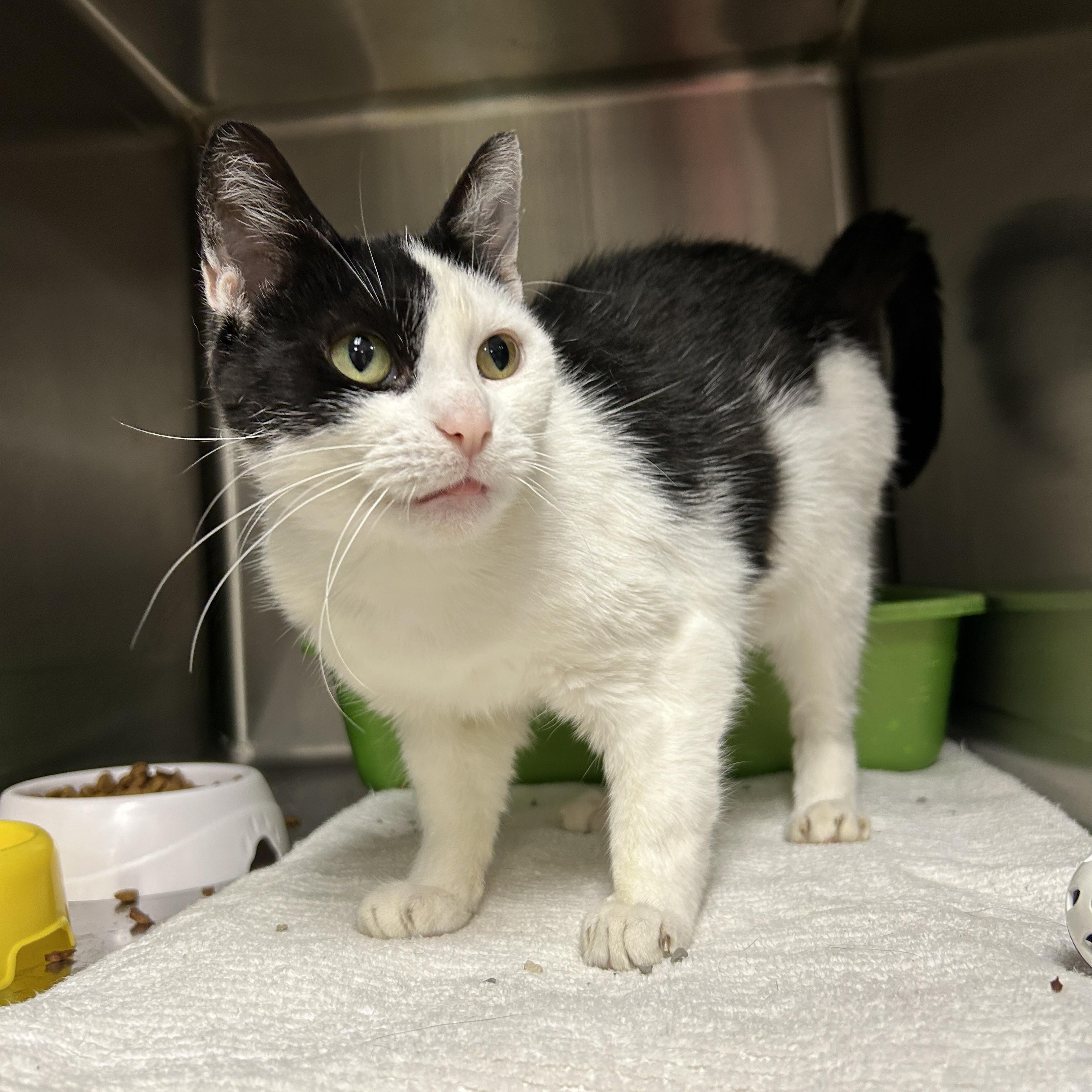 Enlarge Pepper Jill, a ADOPTABLE Domestic Short Hair in La Grange Park, IL image 1/3