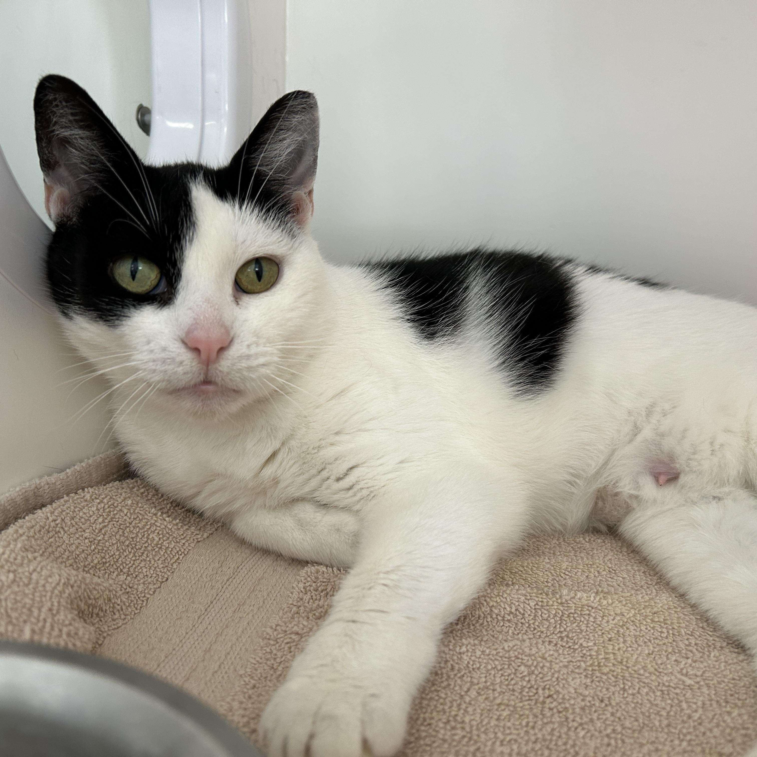 Pepper Jill, ADOPTABLE, Adult Female Domestic Short Hair.