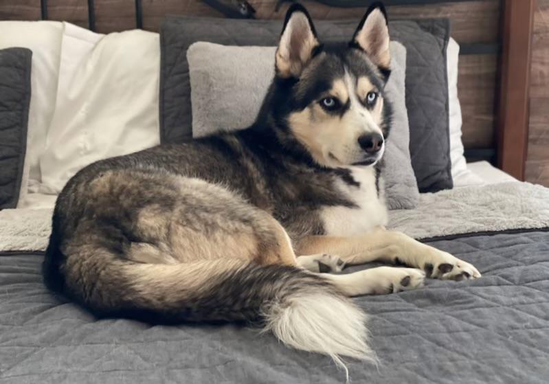 Enlarge Duke, a ADOPTABLE Husky in Richboro, PA image 1/1