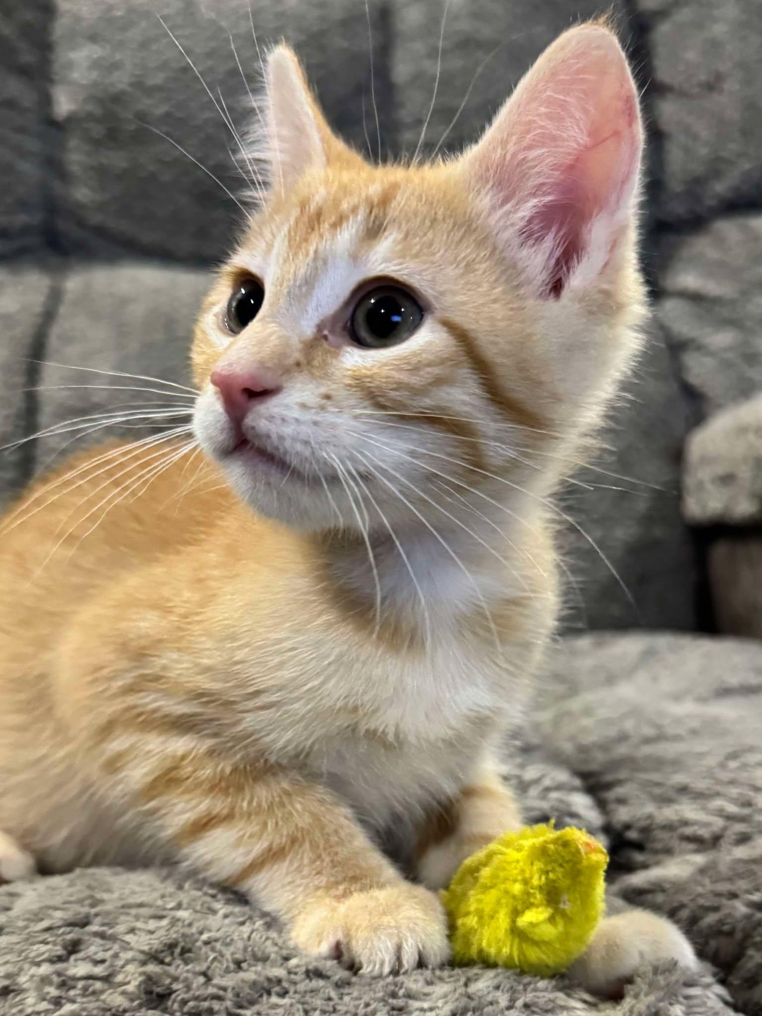 Frankie