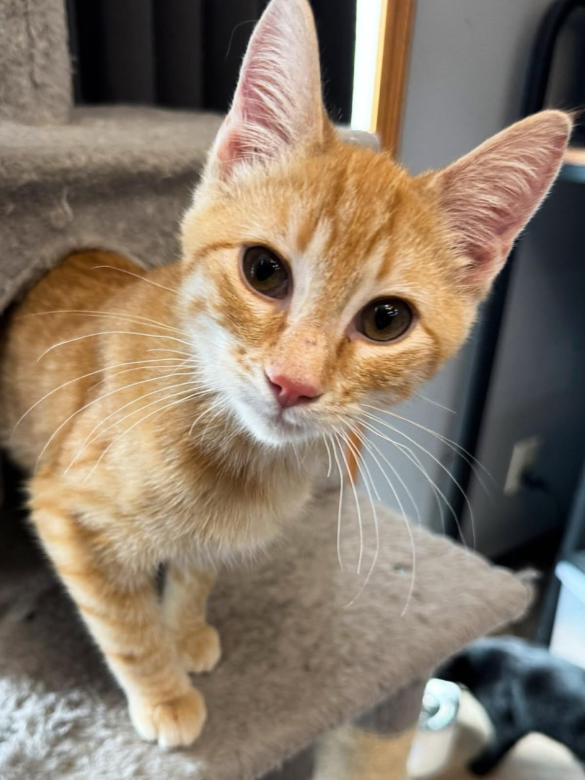 Frankie