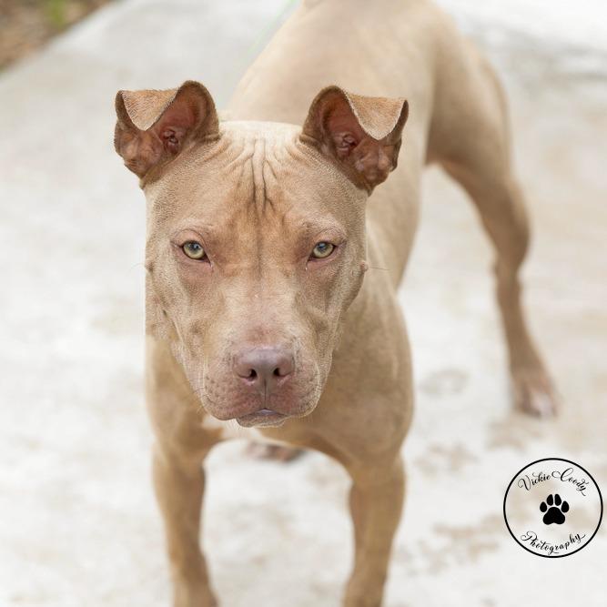 ChaCha, Adoptable, Young Female Shar-Pei & Mixed Breed.