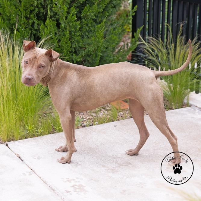ChaCha, a Adoptable mixed breed in Abilene, TX image 2/6