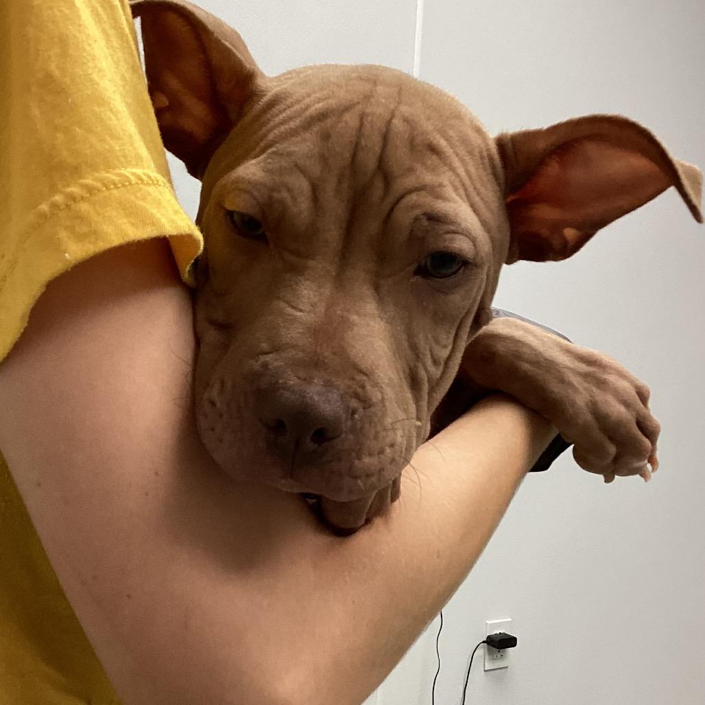 ChaCha, a Adoptable mixed breed in Abilene, TX image 3/6