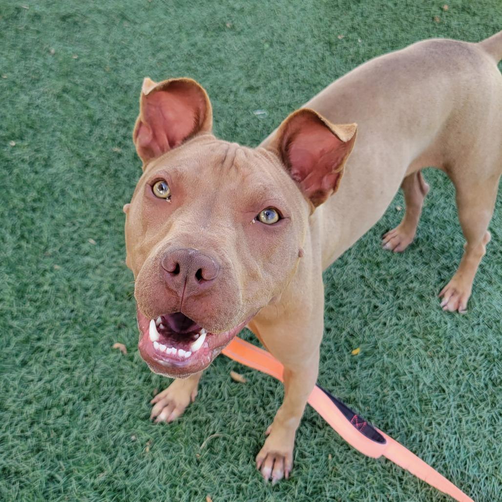 ChaCha, a Adoptable mixed breed in Abilene, TX image 4/6