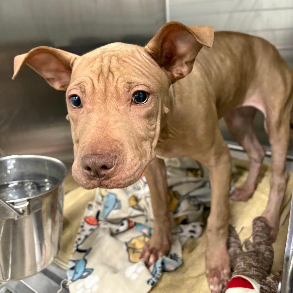 ChaCha, a Adoptable mixed breed in Abilene, TX image 5/6