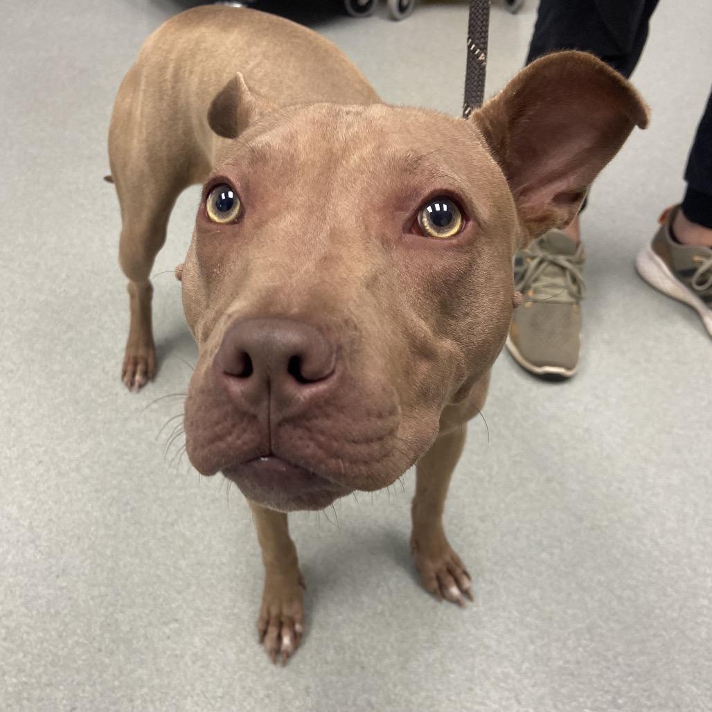 ChaCha, a Adoptable mixed breed in Abilene, TX image 6/6