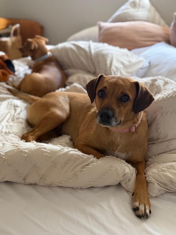 Sweetie, Adoptable, Adult Female Beagle.