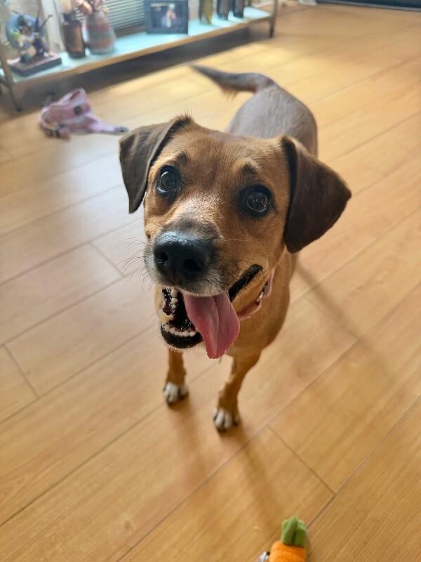 Sweetie, a Adoptable Beagle in Manhattan Beach, CA image 2/6