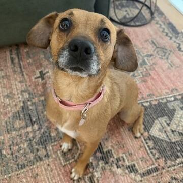 Sweetie, a Adoptable Beagle in Manhattan Beach, CA image 3/6
