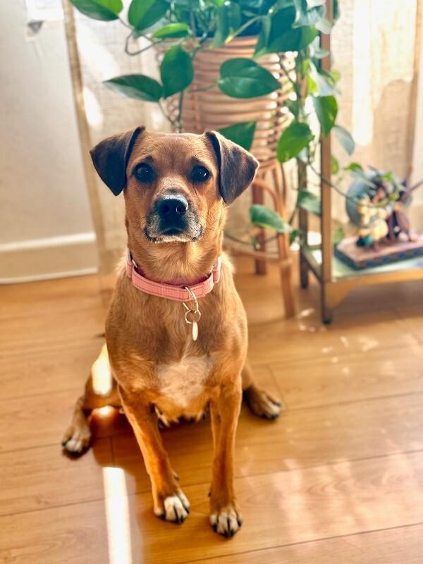 Sweetie, a Adoptable Beagle in Manhattan Beach, CA image 4/6