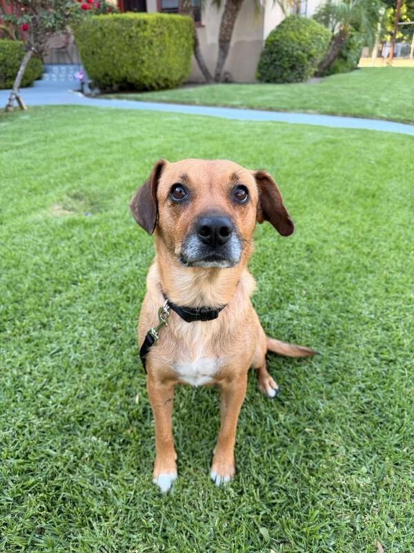 Enlarge Sweetie, a Adoptable Beagle in Manhattan Beach, CA image 1/1