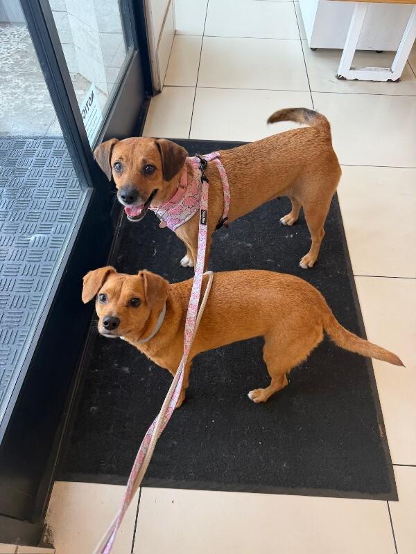 Sweetie, a Adoptable Beagle in Manhattan Beach, CA image 6/6
