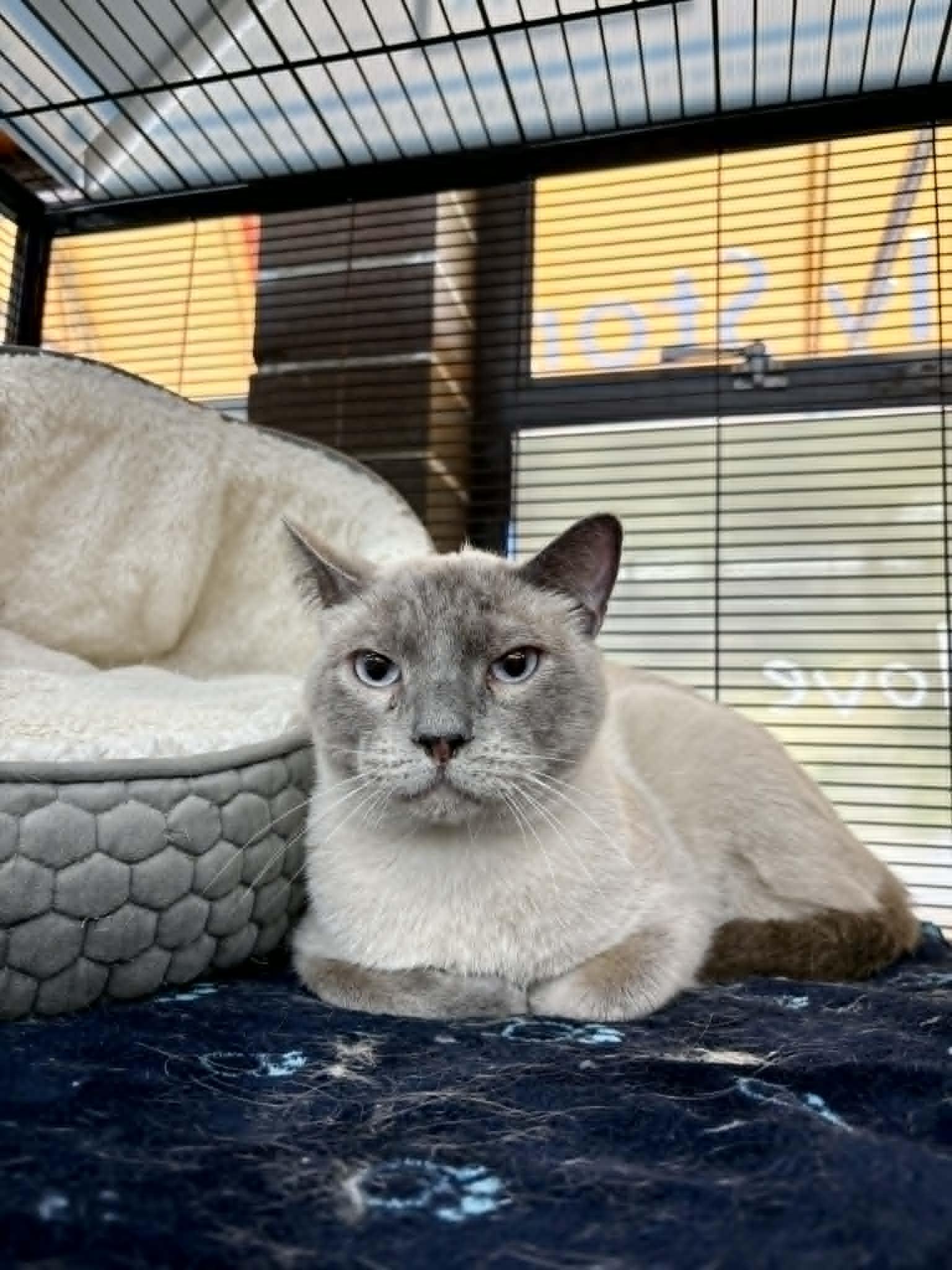 Kaito, ADOPTABLE, Adult Male Siamese.