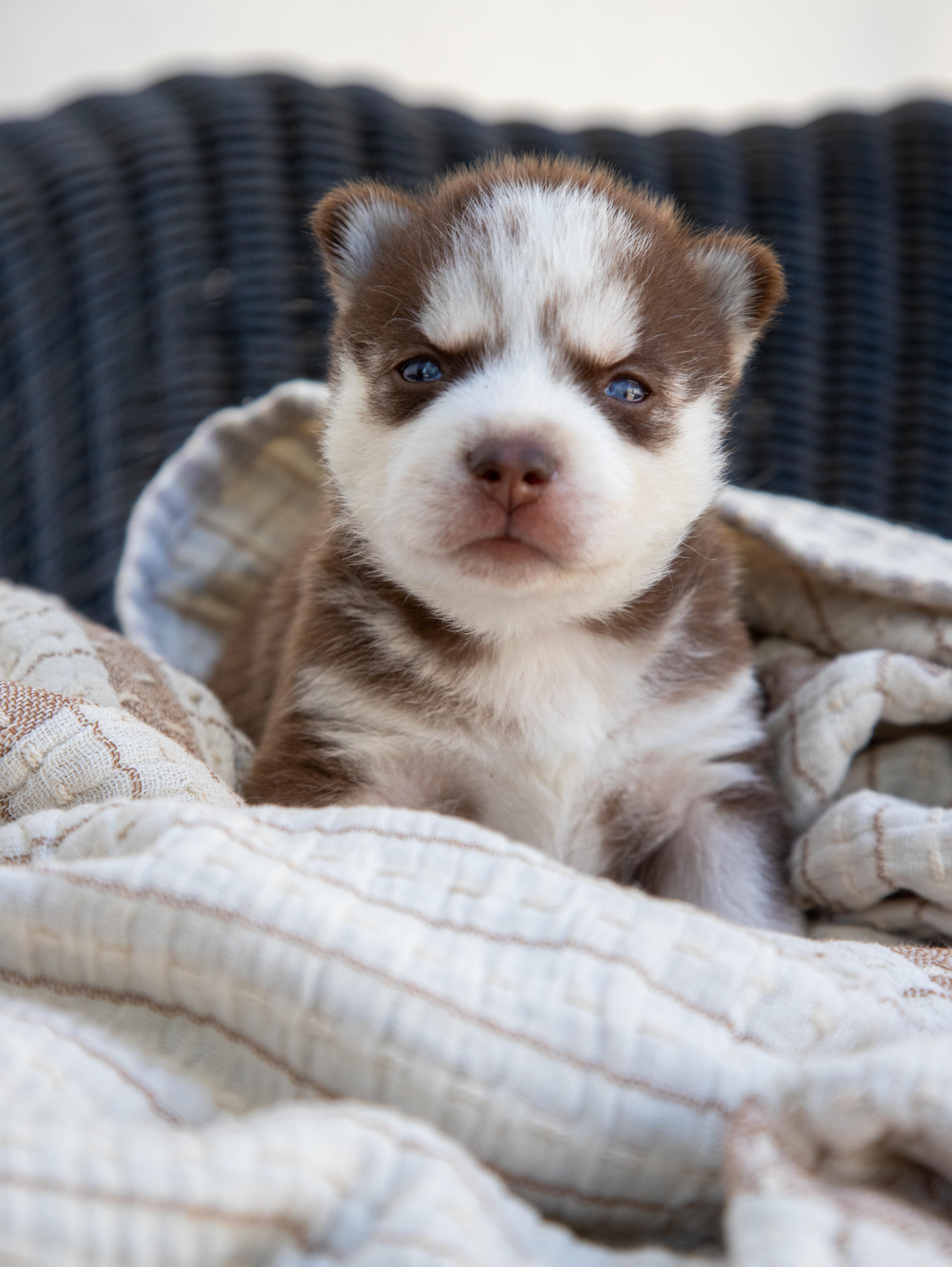 Comet...husky puppy for pre-adoption, ADOPTABLE, Puppy Male Husky & Siberian Husky.