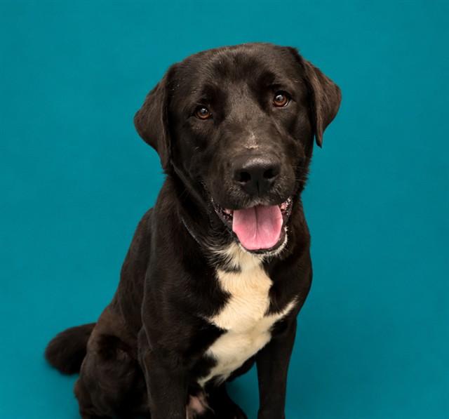 STEINWAY, Adoptable, Adult Male Labrador Retriever & Mixed Breed.