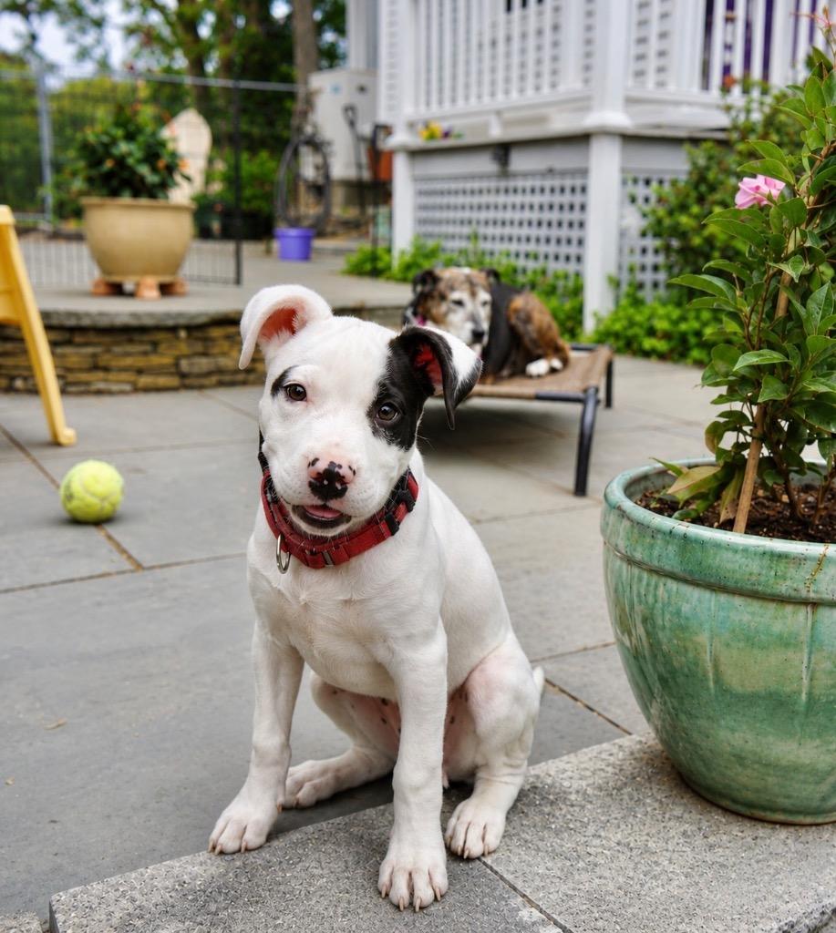 Fleming - LOCAL in CT, Adoptable, Puppy Male Pit Bull Terrier & Labrador Retriever.