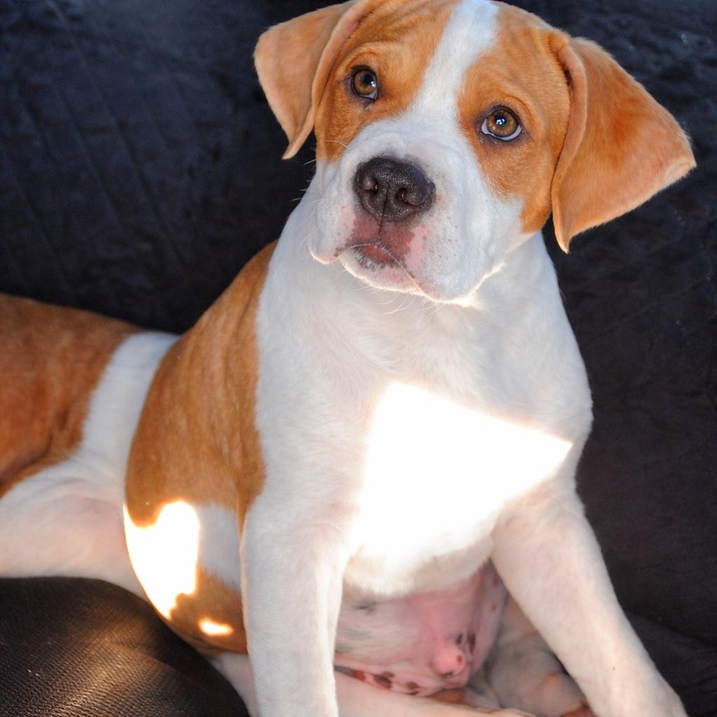 Enlarge Dennis, an adopted mixed breed in New Orleans, LA image 1/6