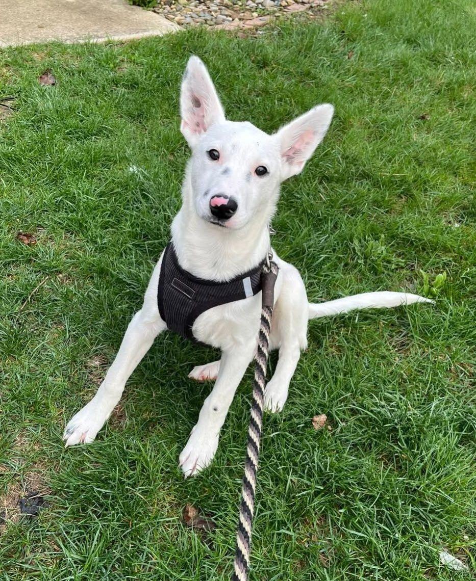 Bart, Adopted, Young Male Australian Cattle Dog / Blue Heeler.