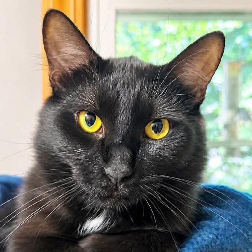 Jimmy, an adopted Domestic Short Hair in Crystal Lake, IL image 1/2